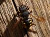Anthidium septemspinosum